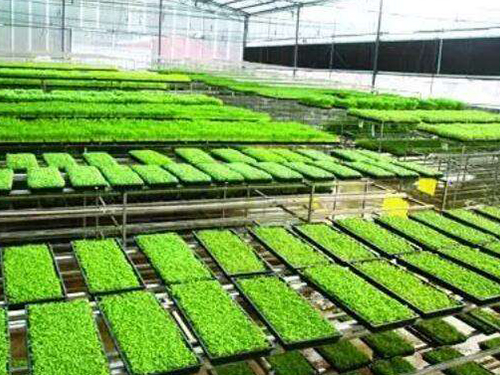 水稻育秧設備有幾種用法？